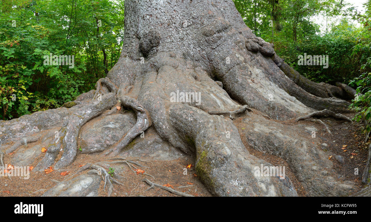 Worlds largest trees hires stock photography and images Alamy