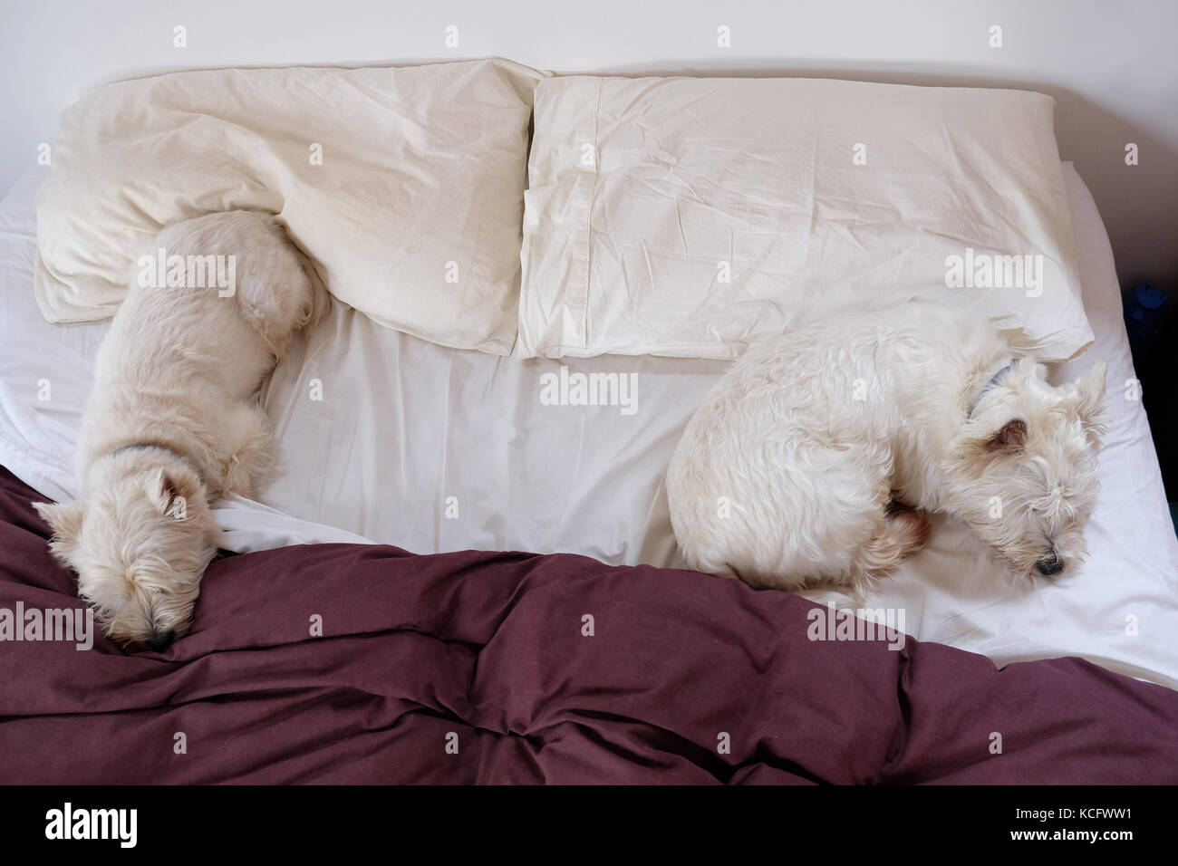 2 sleeping dogs hires stock photography and images Alamy