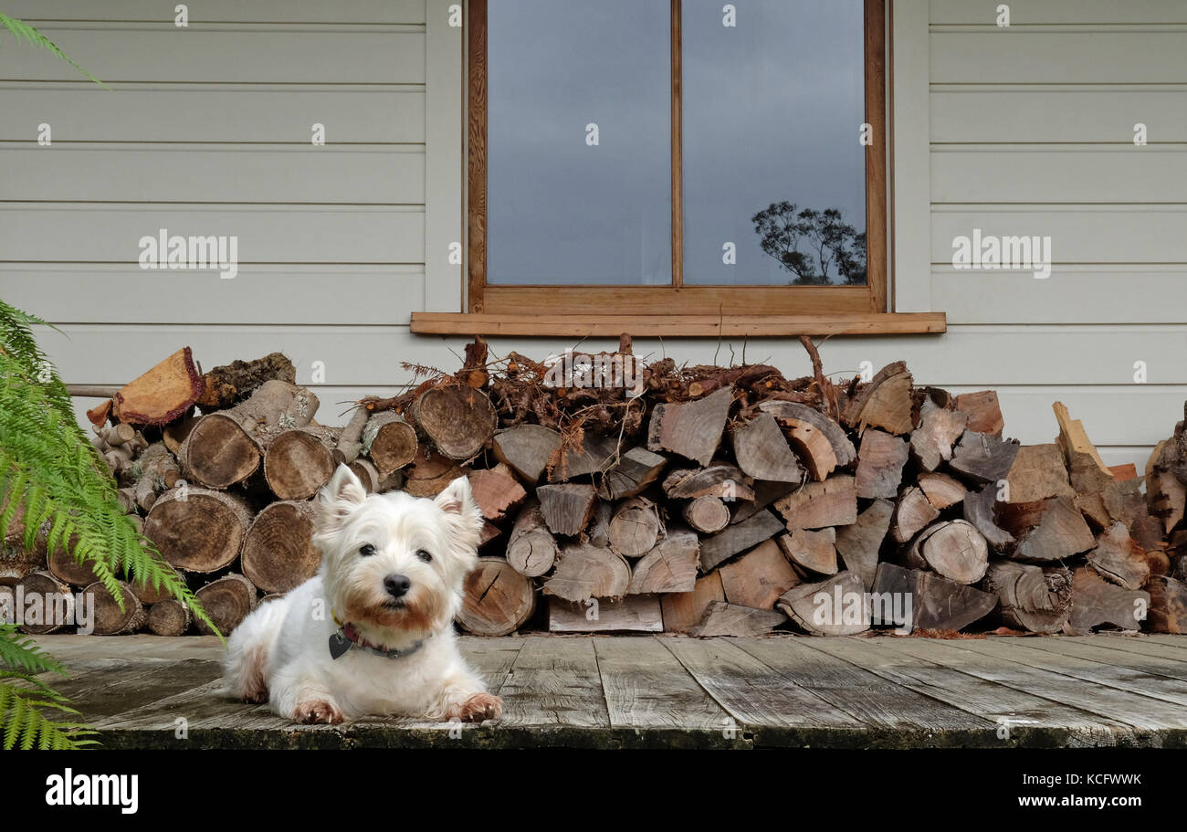 west highland white terrier westie dog on dirty deck in front of log wood pile and weatherboard house Stock Photo