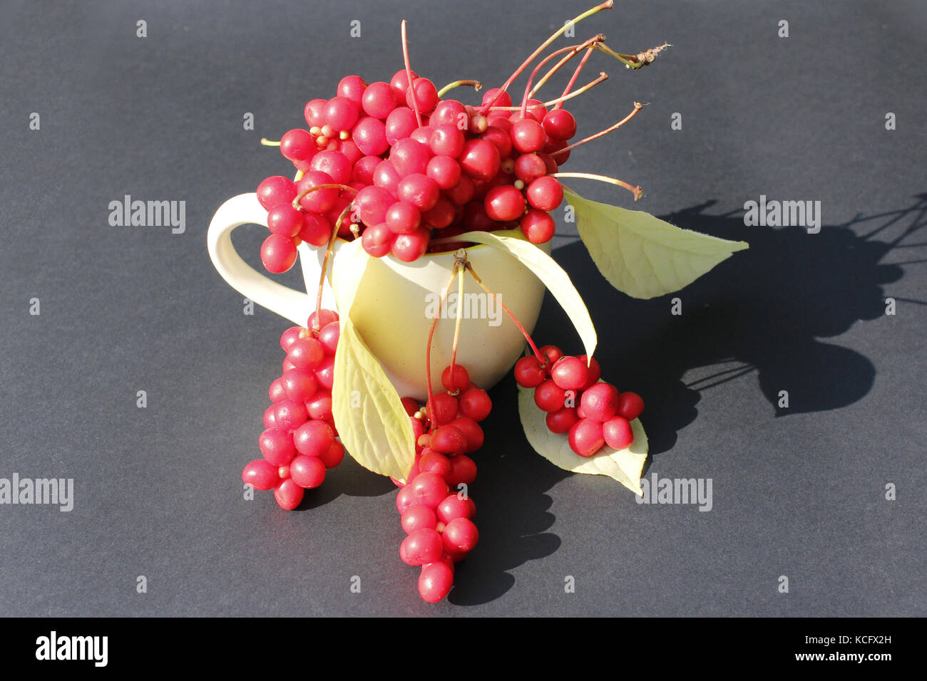 schizandra and leaves in the cup on the dark background. Crop of schizandra Stock Photo