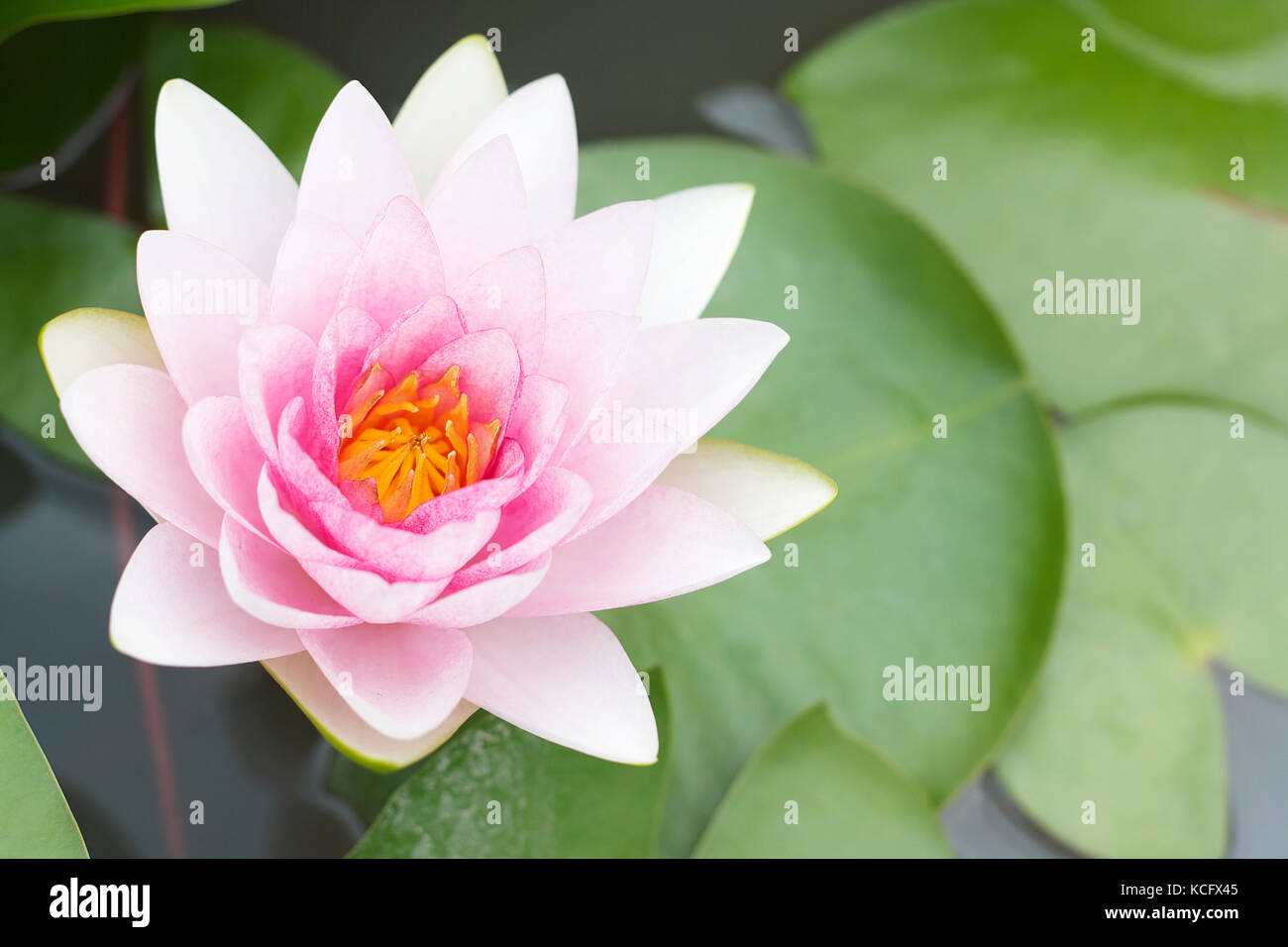 Pink lotus the national flower of india hi-res stock photography and ...