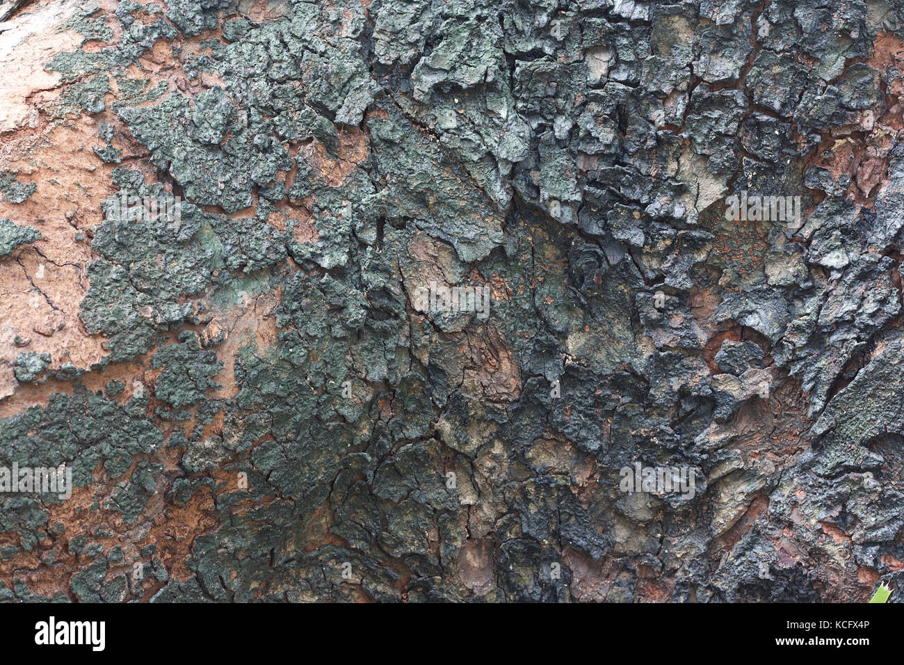 Old Wood Tree Texture Background Pattern Stock Photo - Alamy