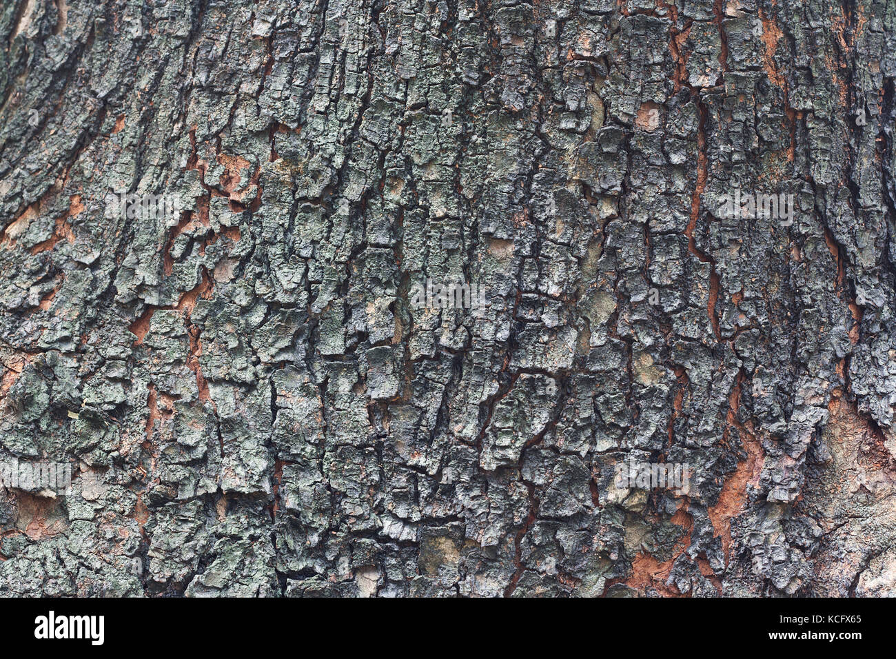 Old Wood Tree Texture Background Pattern Stock Photo - Alamy