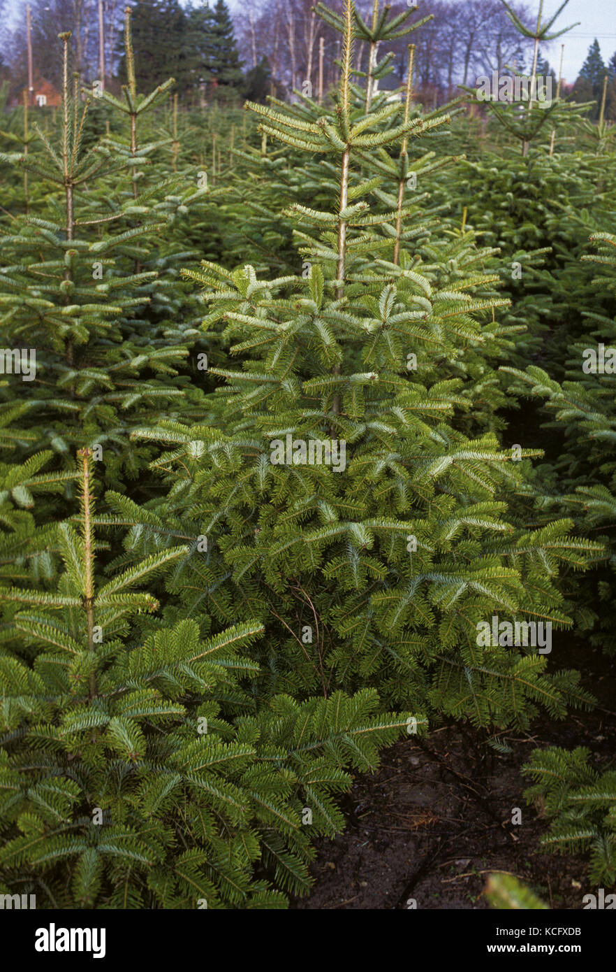 CHRISTMAS TREES for sale Stock Photo