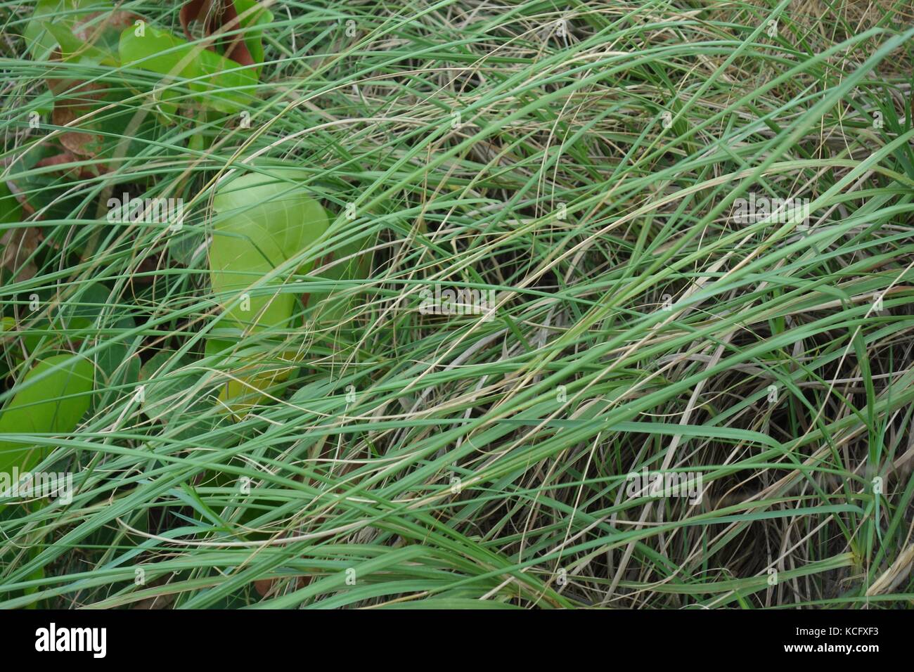 Satellite Beach, Florida 2017 Stock Photo