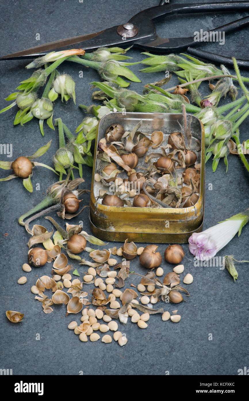 Collected Ipomoea flower seeds in a tin with a pair of flower scissors and a label on slate Stock Photo