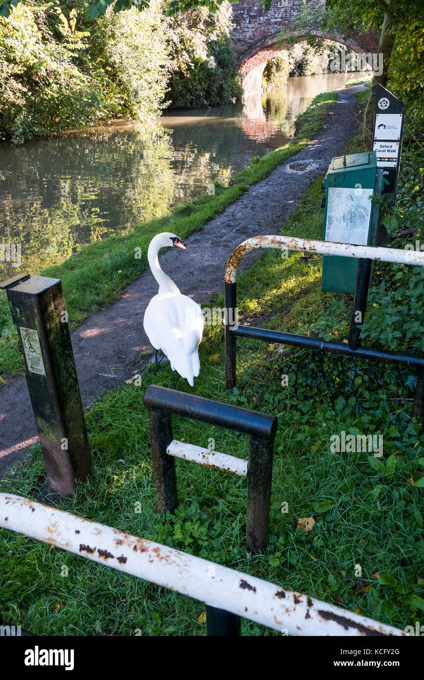 A swan on the towpath at Newbold on Avon on the Oxford Canal Stock