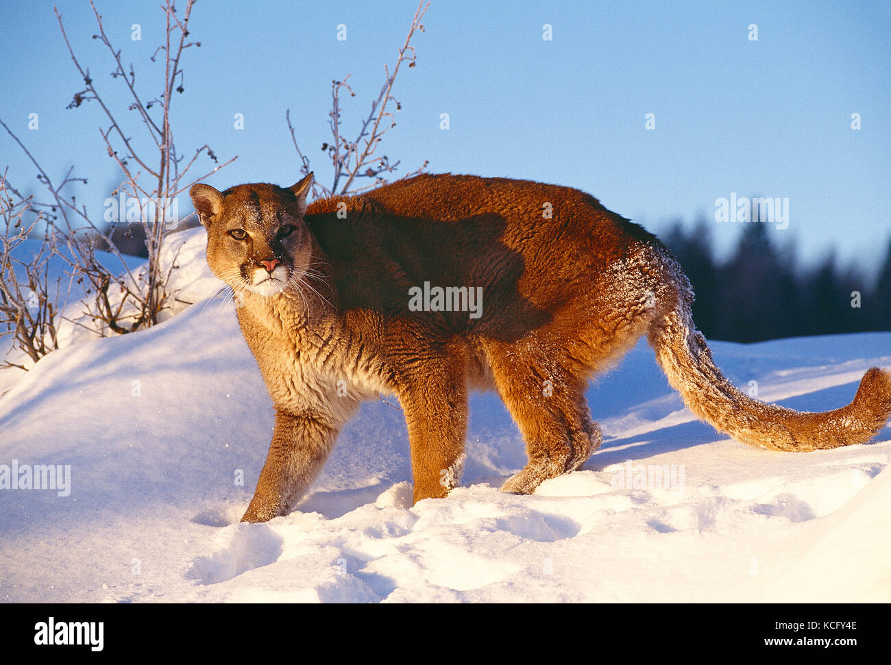 USA. Montana. Wildlife. Mountain Lion. Stock Photo