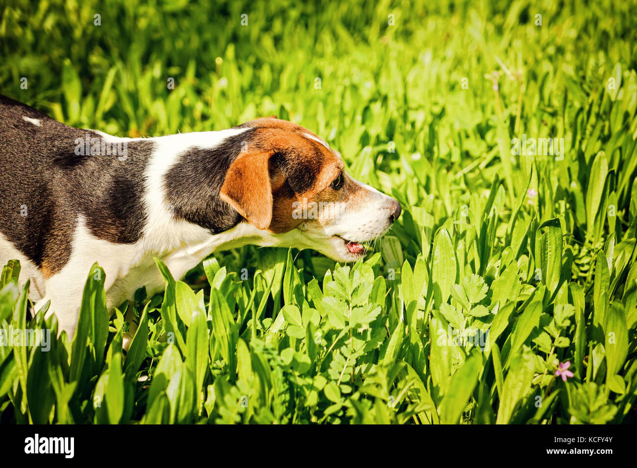 Eating intestinal hi-res stock photography and images - Alamy - Eating Grass For Dogs Gut Wellness