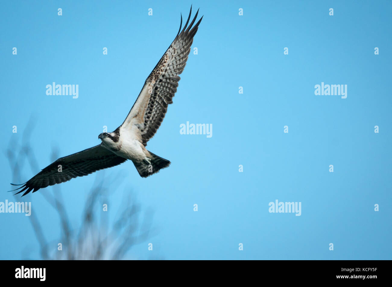 osprey bird flying with blue sky background Stock Photo - Alamy