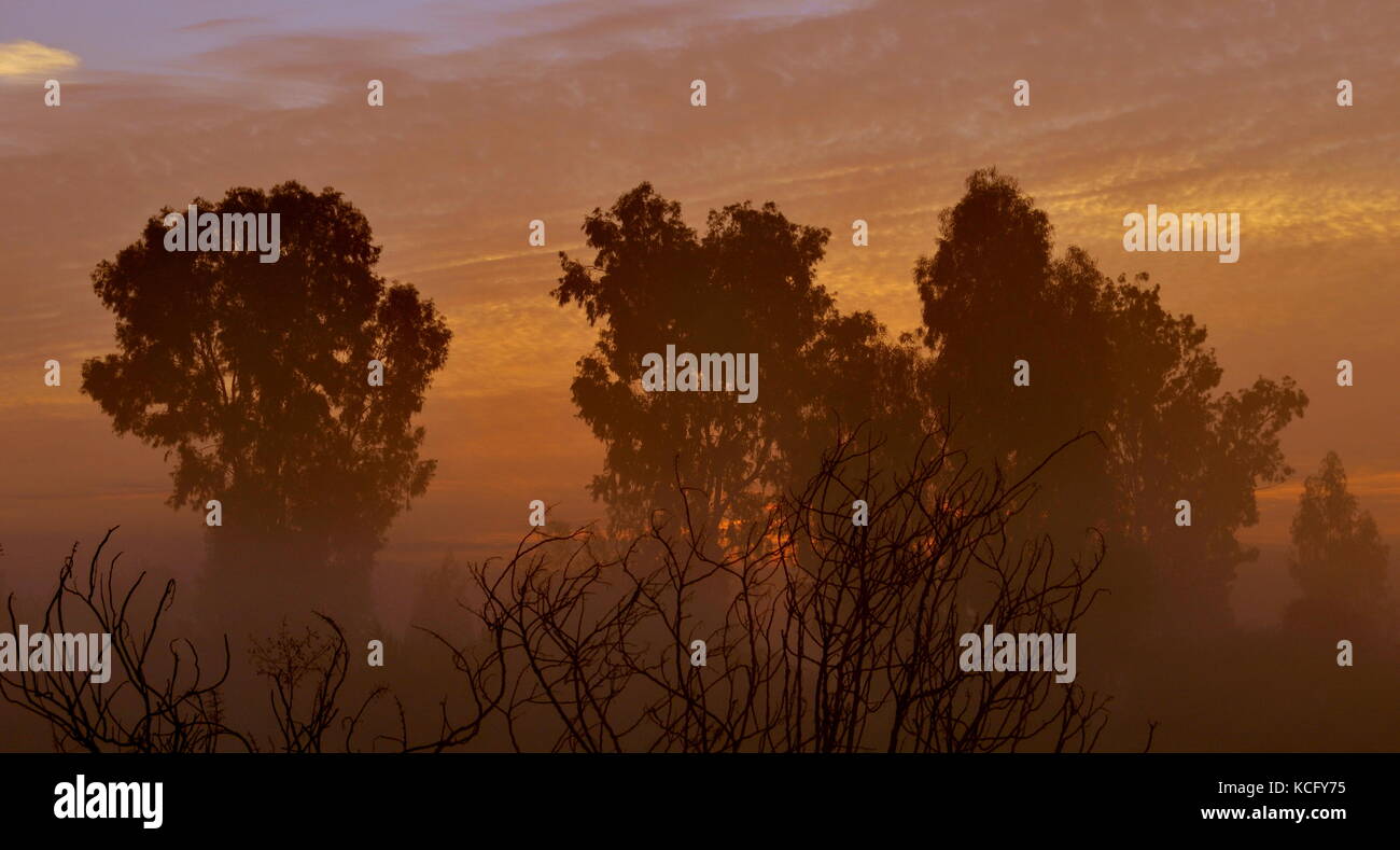 tree silhouettes on the sunrise background seen through fog Stock Photo ...