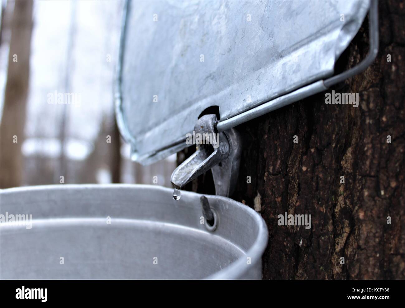 Canada maple syrup hires stock photography and images Alamy