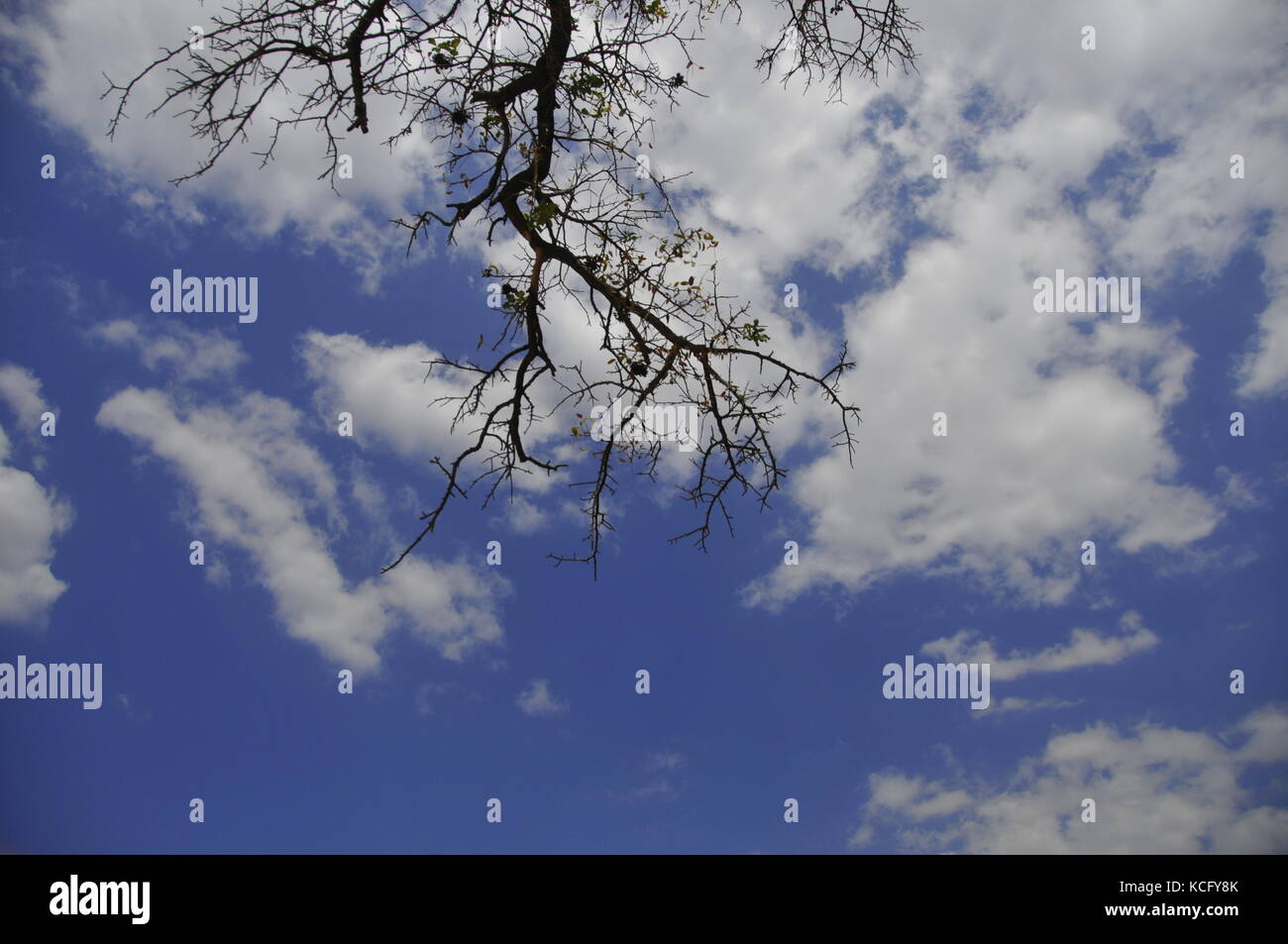 sky filled with white clouds and a few dried branches of a tree Stock ...