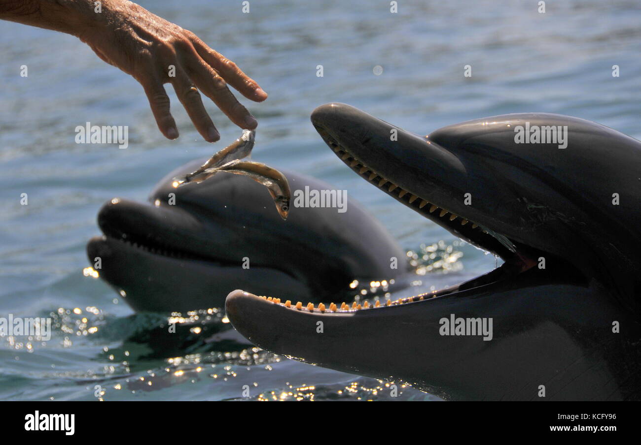 dolphins feeding Stock Photo