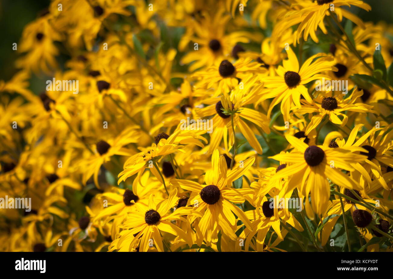 yellow flowers in the zoo garden Stock Photo Alamy