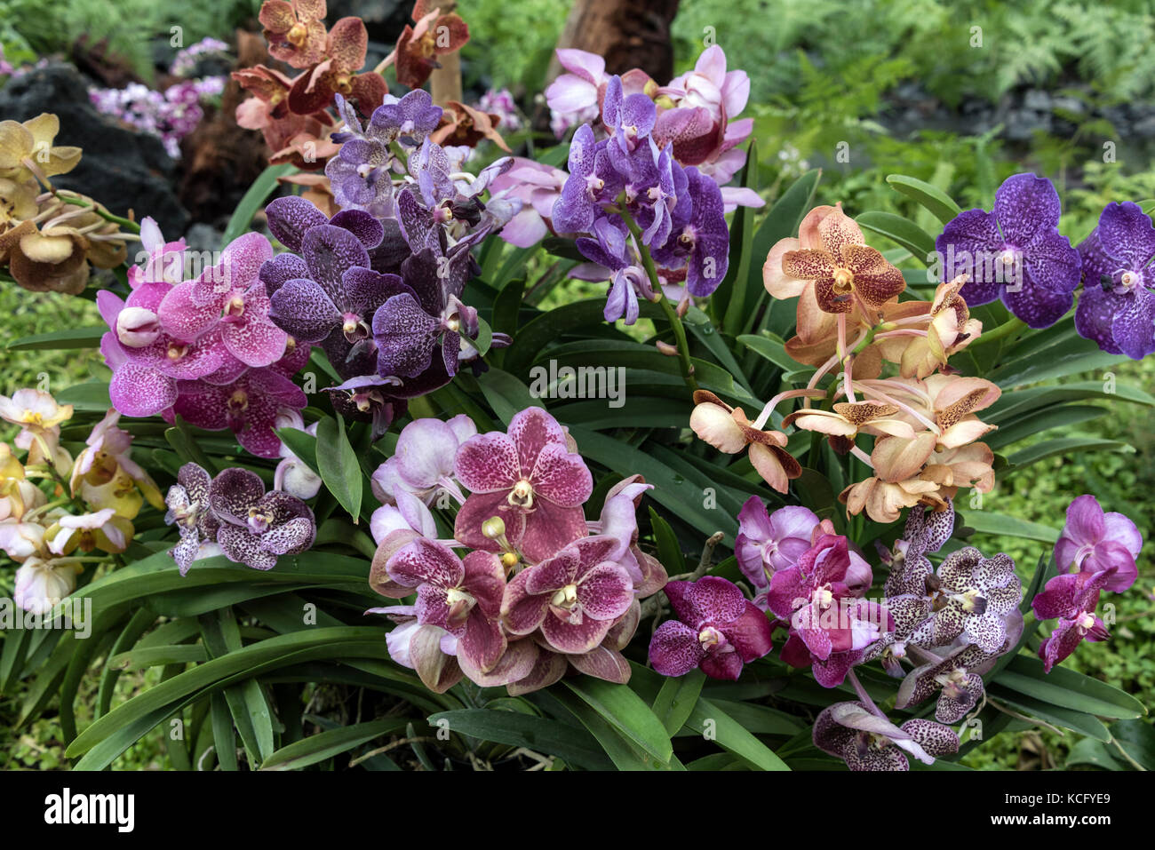 On display are three genera of orchids - Ascocentrum, Arachnis and Vanda Mokaras. The orchids are on display inside the roof-covered Flower Dome at Stock Photo