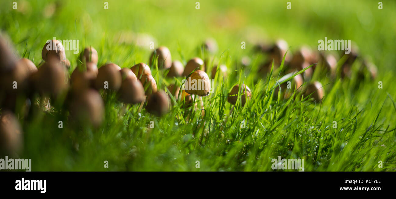 Ink Cap mushrooms in grass. Stock Photo