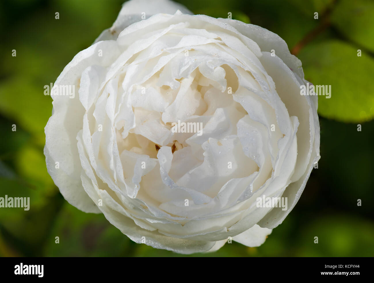 White rose in bloom. Stock Photo
