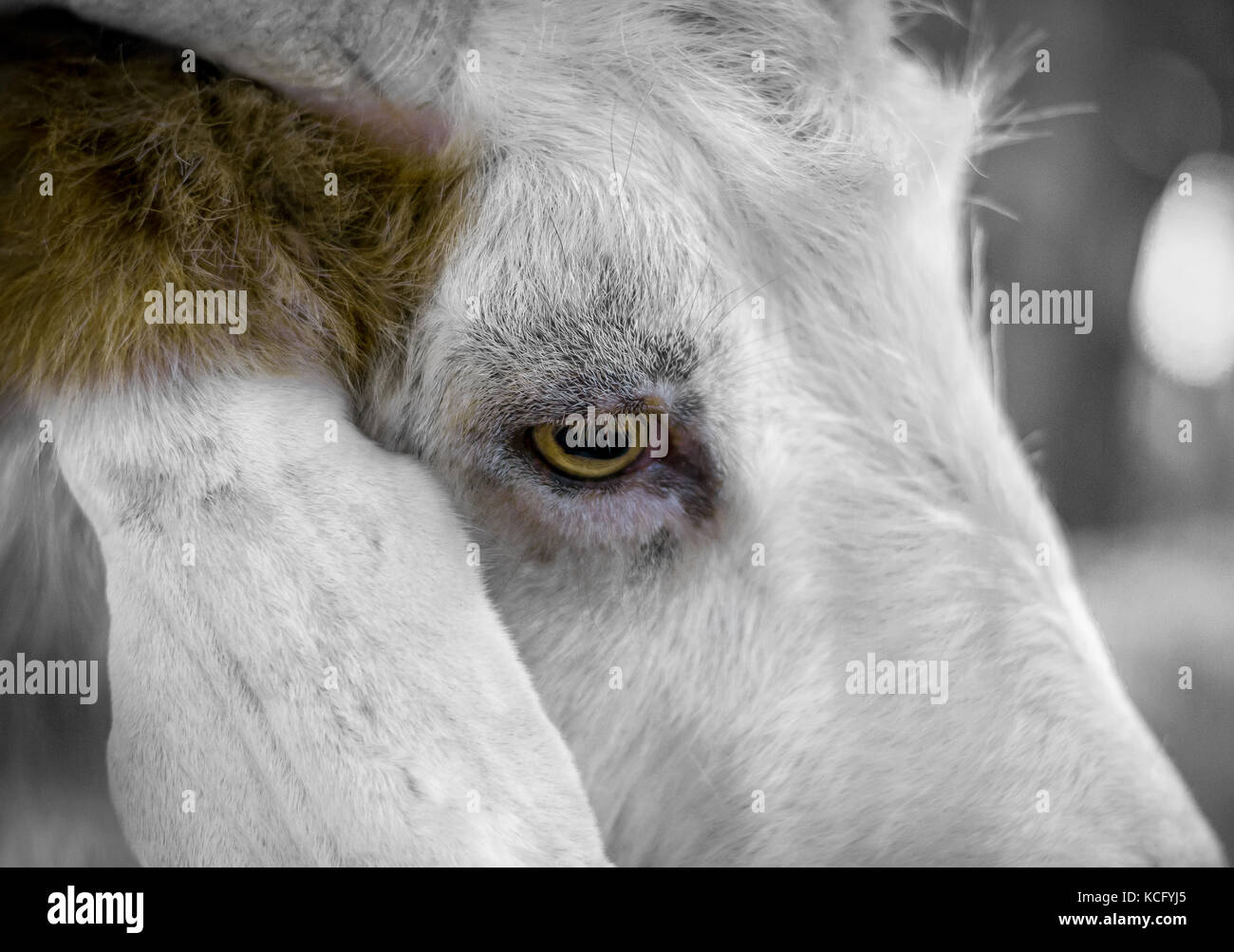 close up portrait of a domestic goat Stock Photo