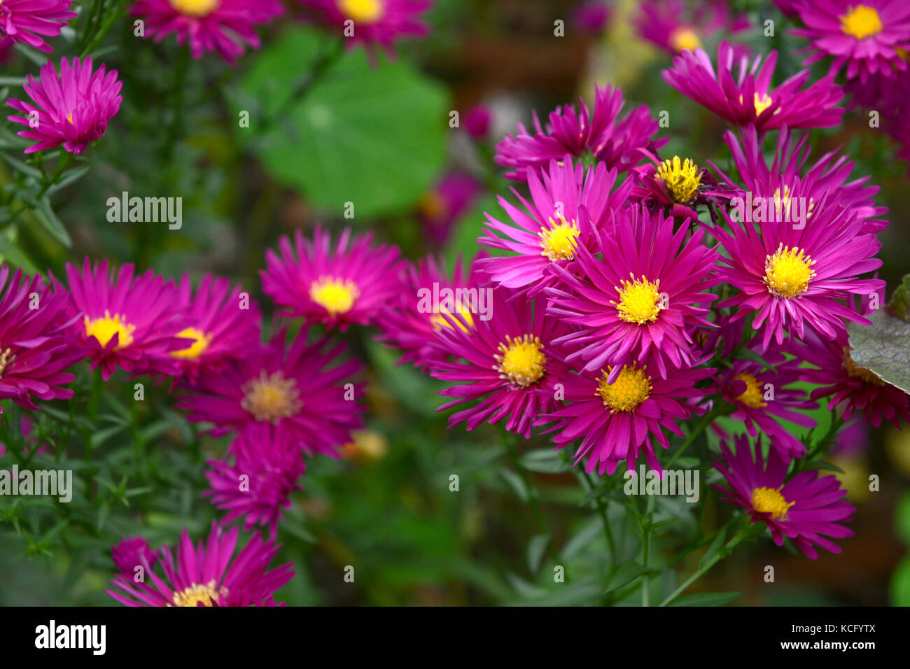 Cluster of Michaelmas daisies with magenta petals and yellow centres, a traditional autumn flower Stock Photo