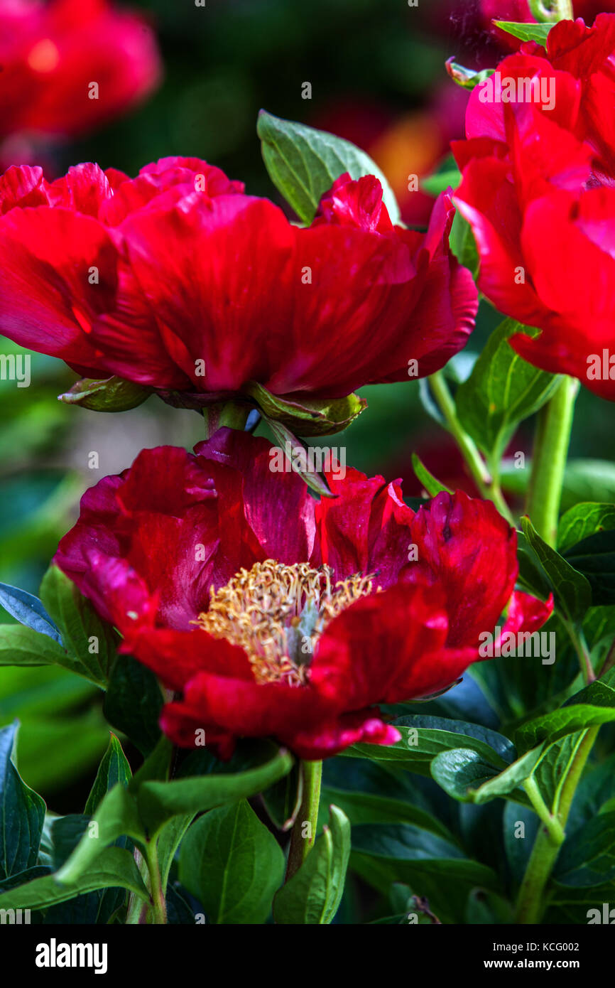 Paeonia lactiflora ' Red Romance ', Red Peony Stock Photo