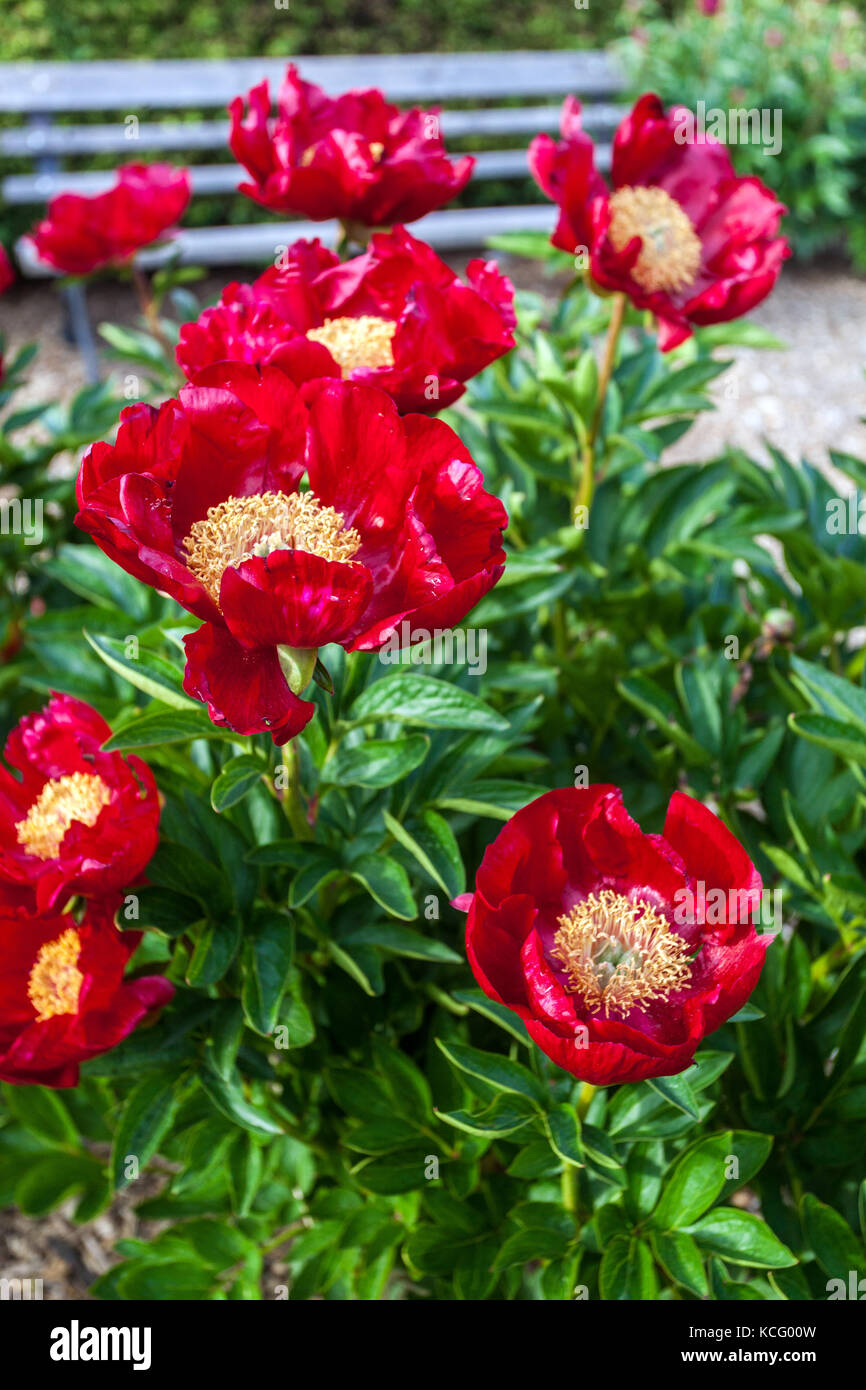 Red peony ' Red Romance ' in bloom Stock Photo