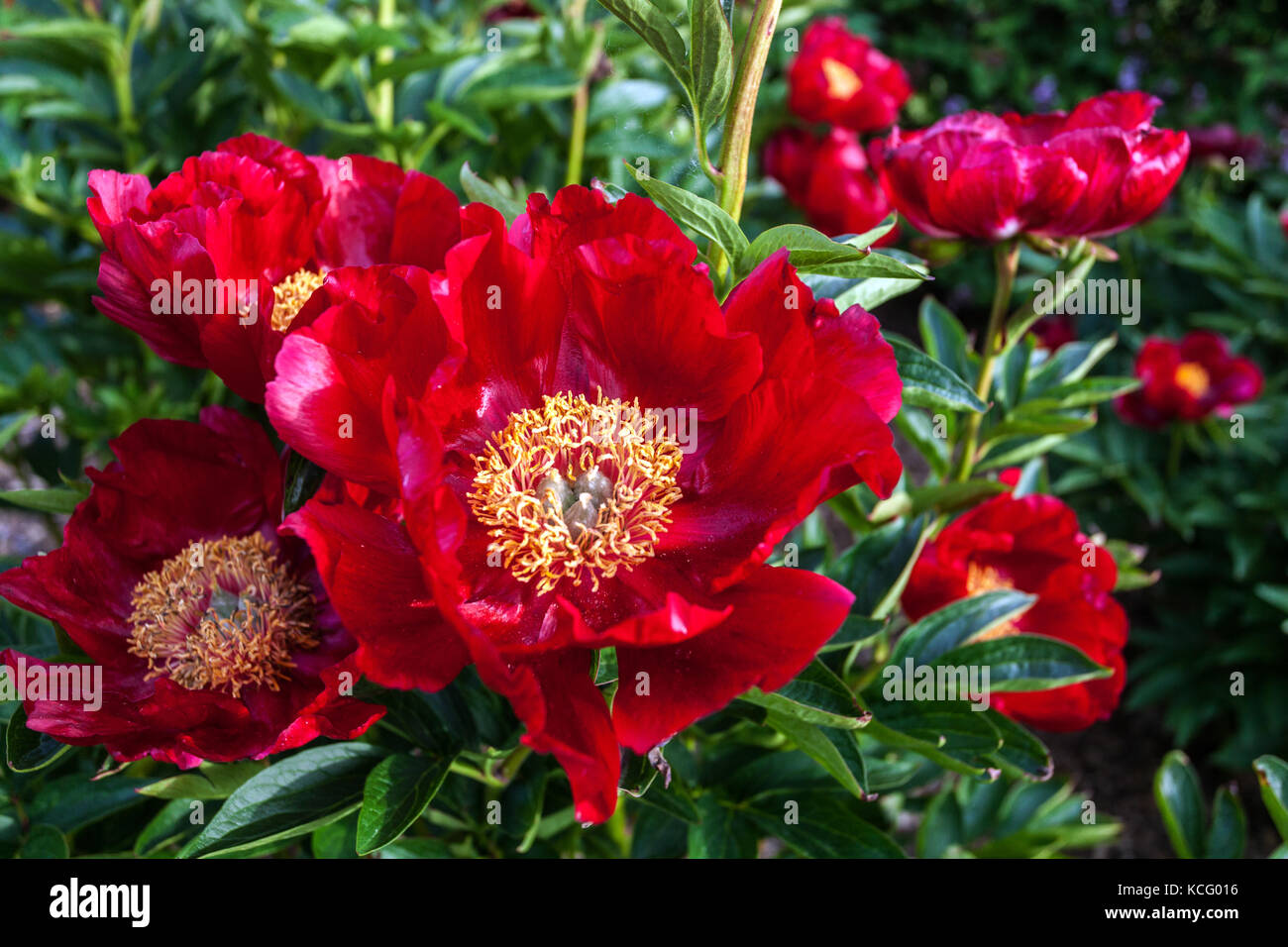 Paeonia lactiflora ' Red Romance ', Red Peony Stock Photo