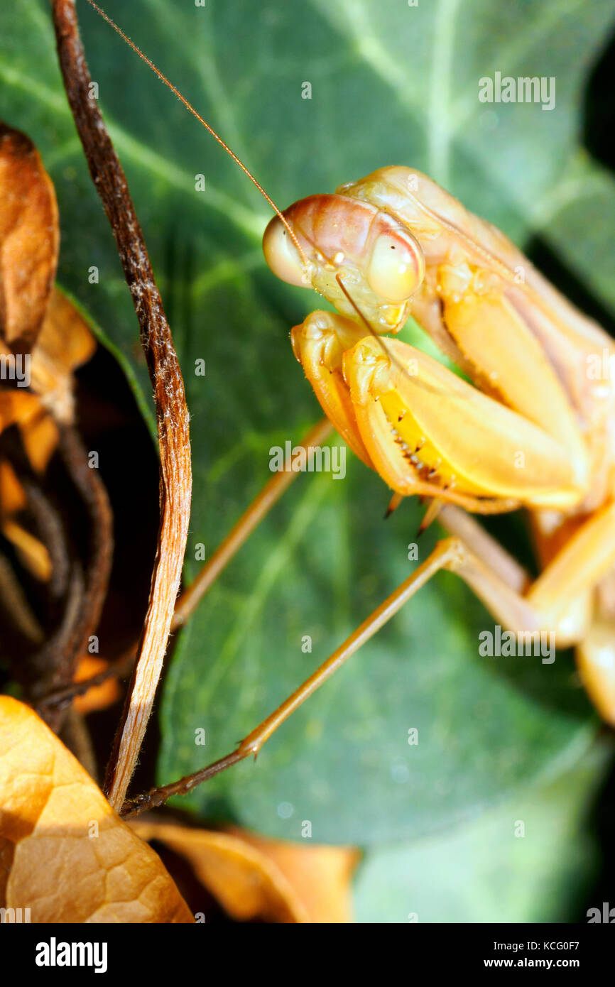 Praying Mantis Italy Stock Photo Alamy