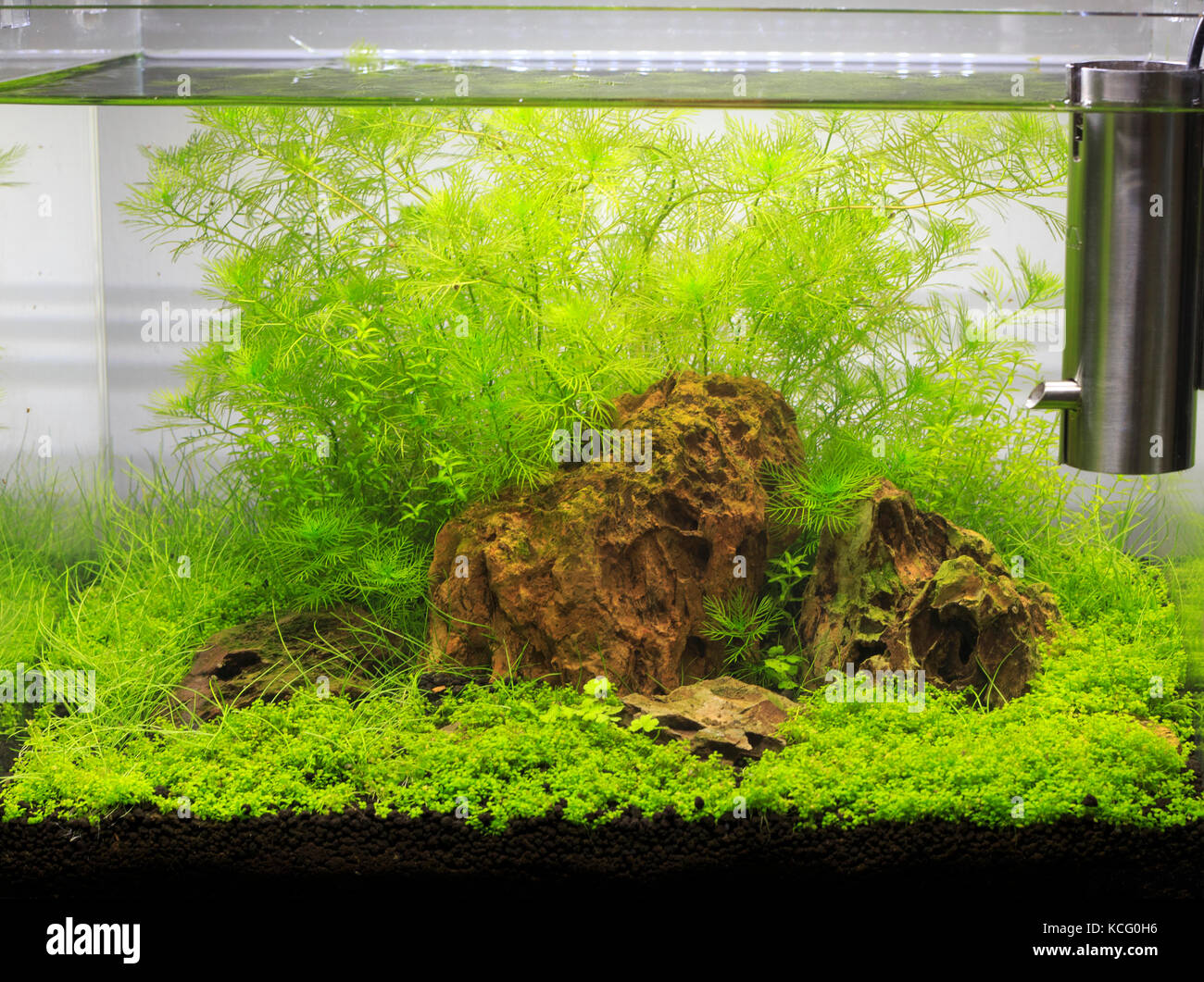 Planted Freshwater Aquarium Stock Photo - Alamy