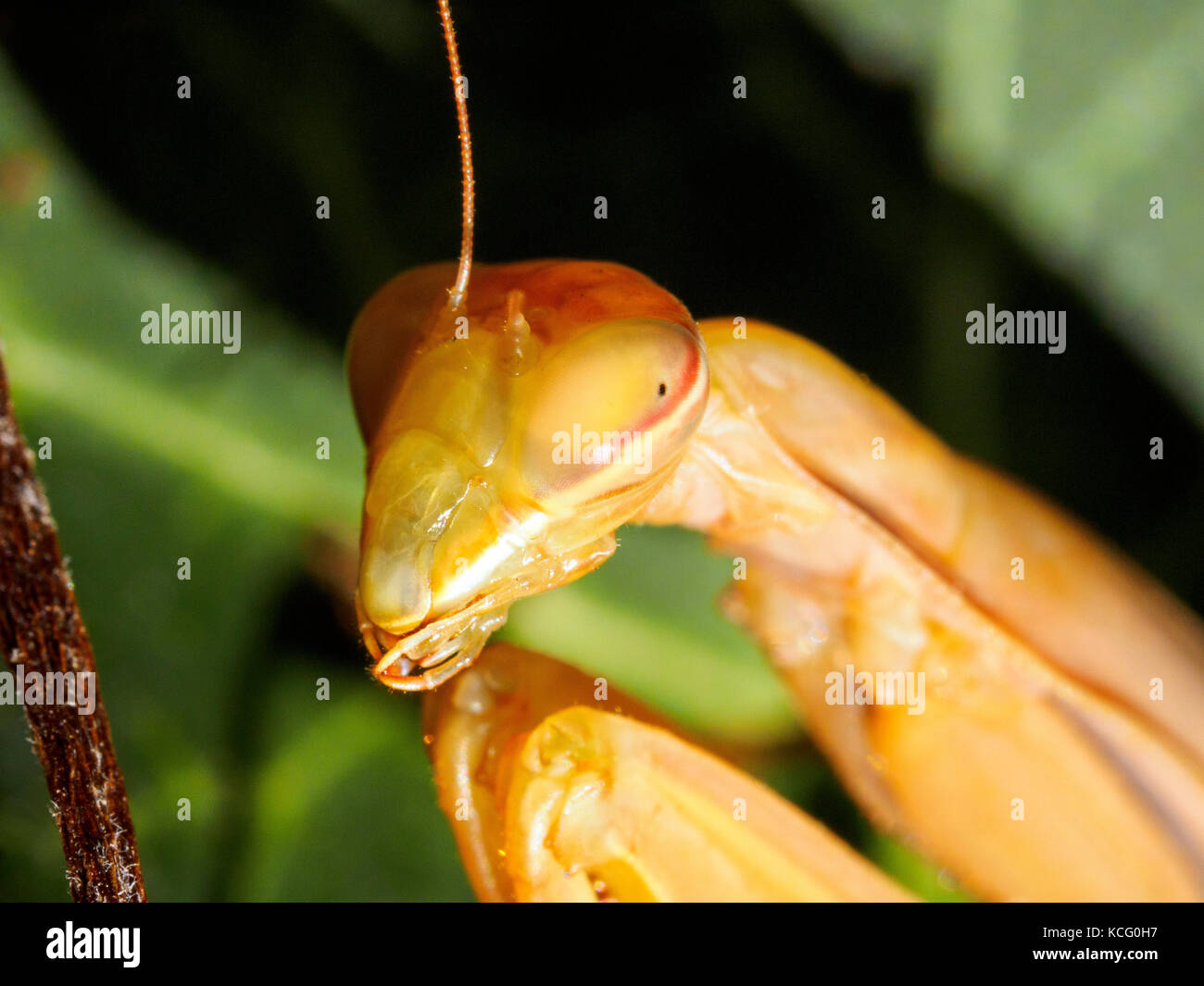 Praying Mantis Italy Stock Photo Alamy