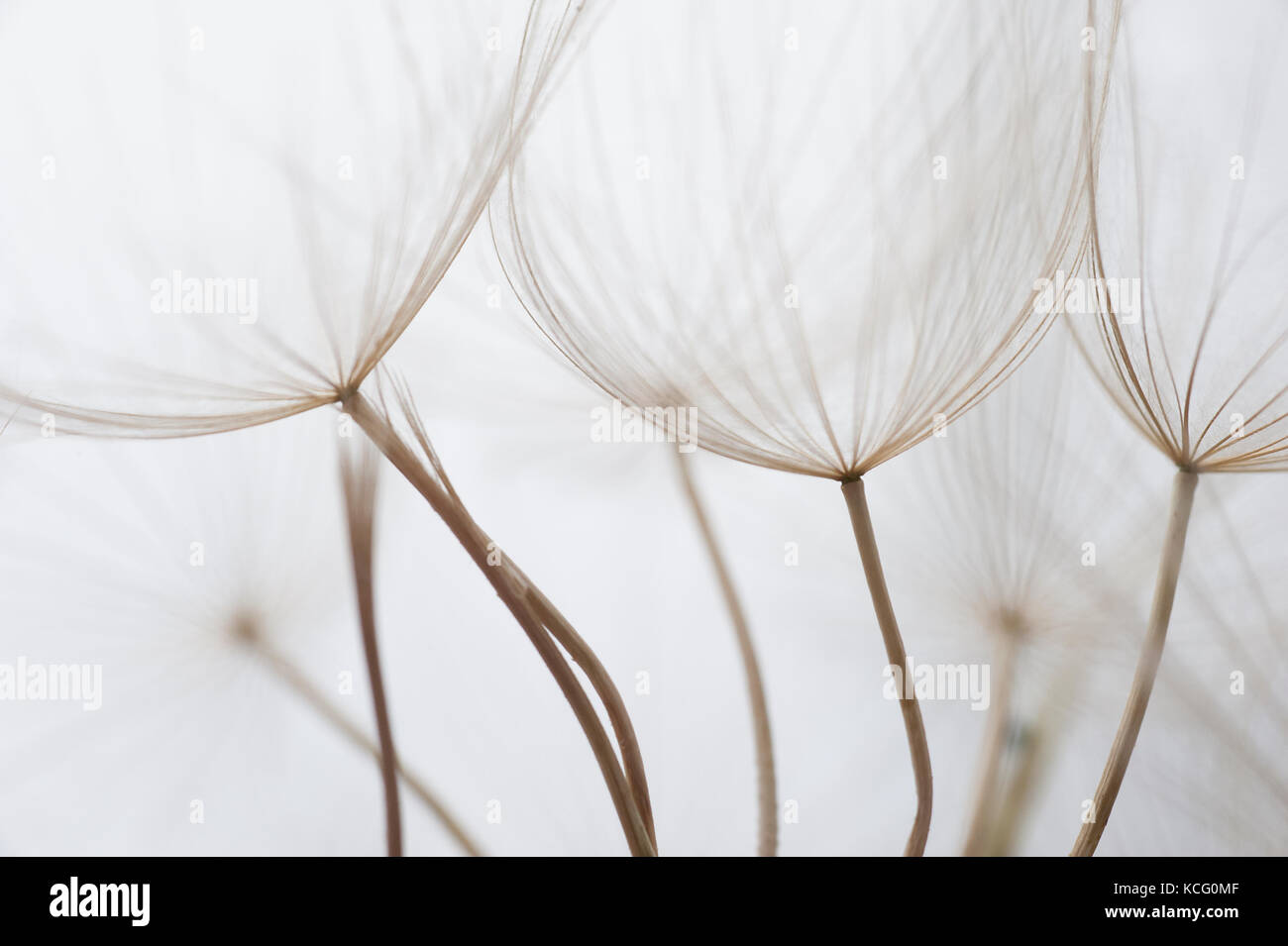 Close up macro image of dandelion seed heads with detailed lace-like patterns and soft focus effect. Stock Photo