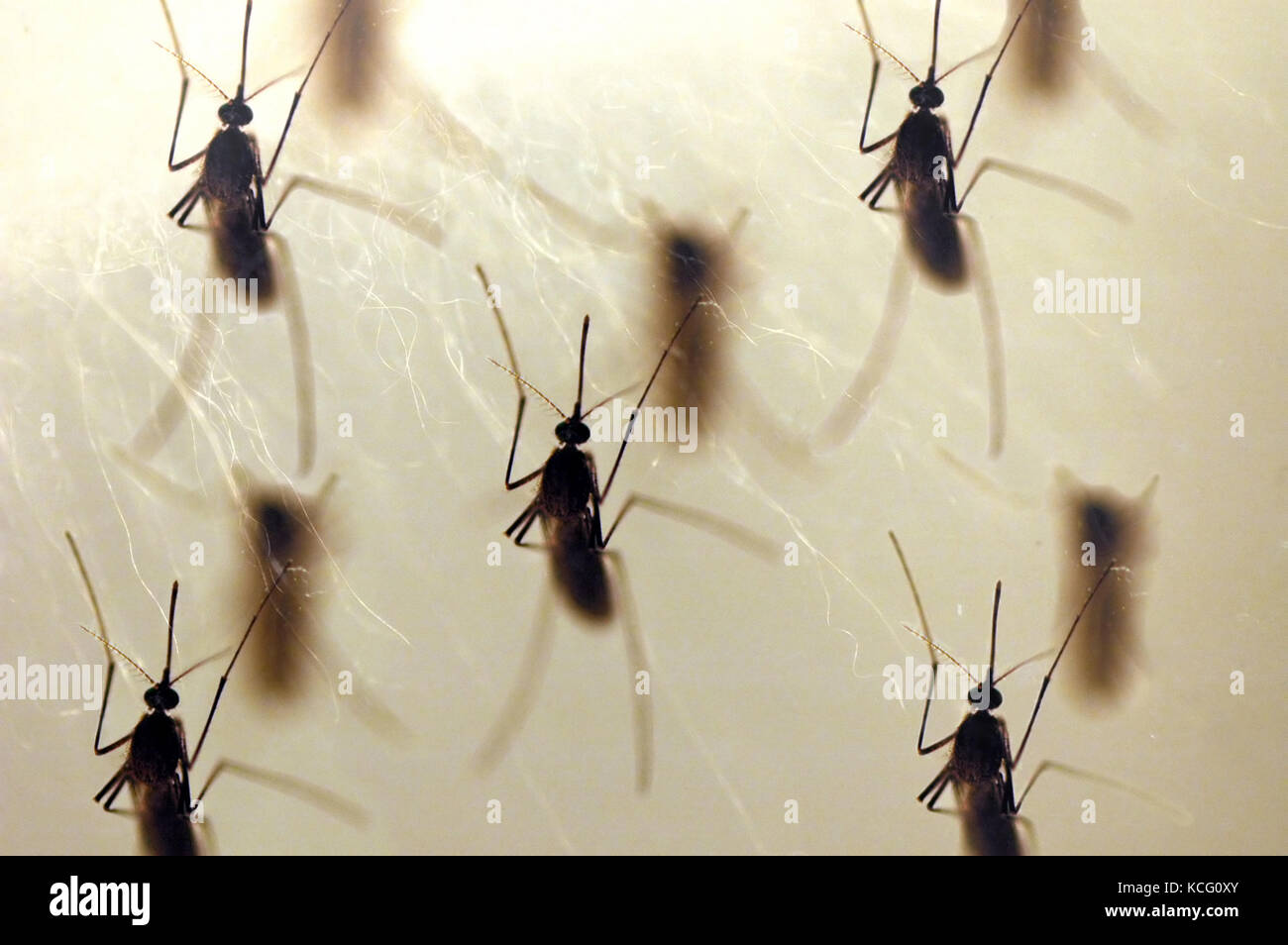 mosquito wallpaper Stock Photo: 162621171 - Alamy