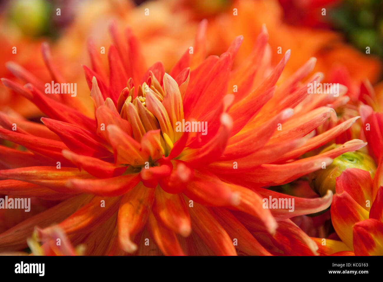 Flowers for sale at Public Market Center farmers market Pike Place