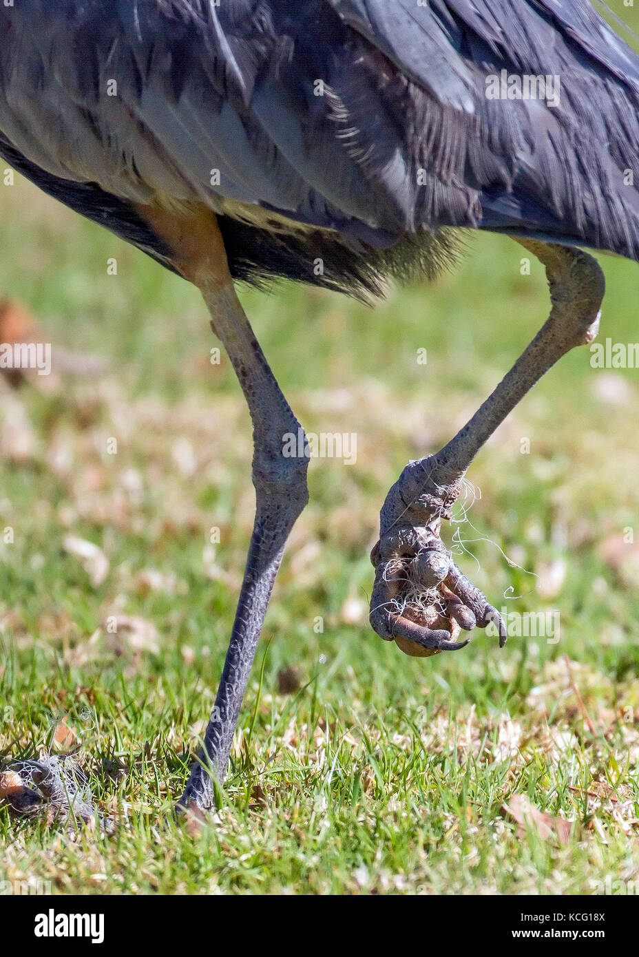 Fishing line cuts into bird's feet causing permanent damage Stock Photo