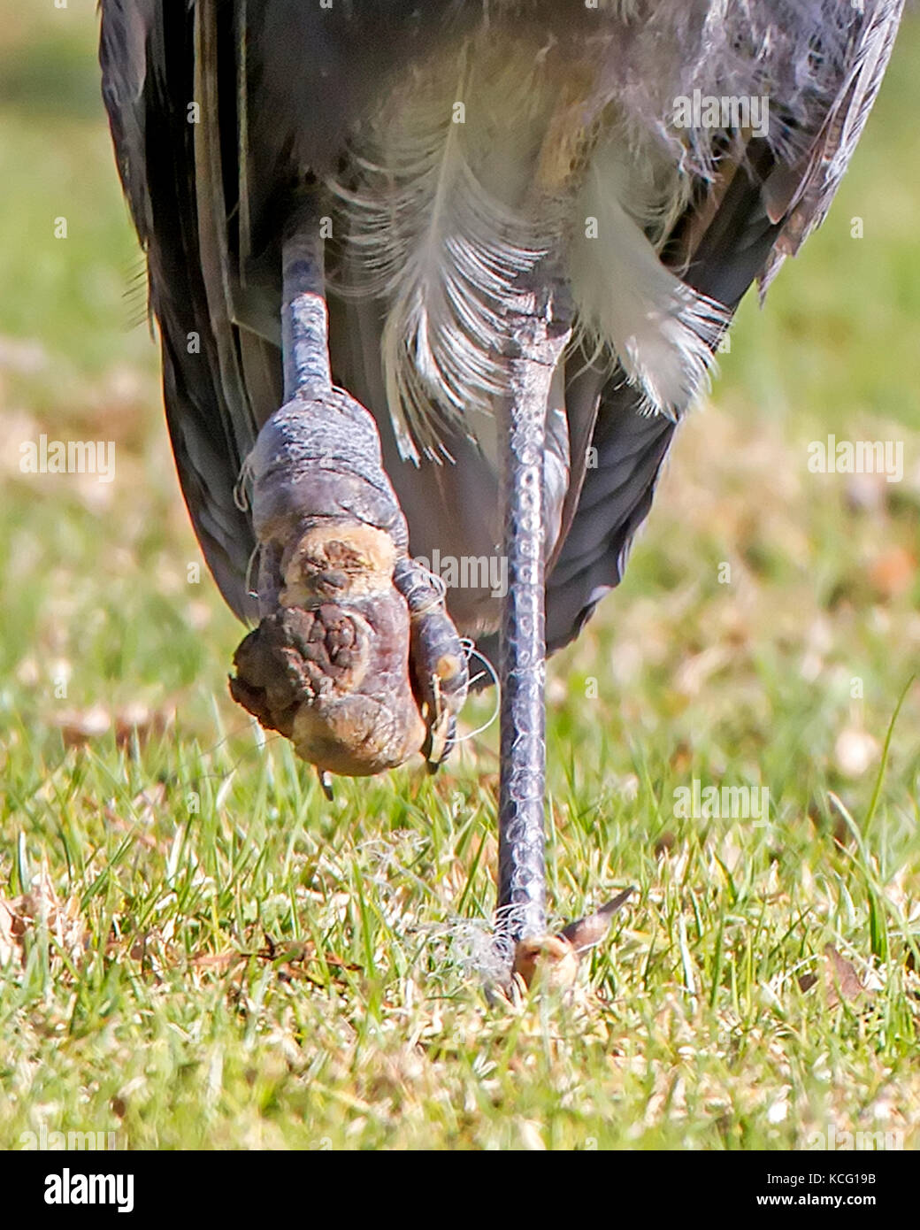 Fishing line cuts into bird's feet causing permanent damage Stock Photo