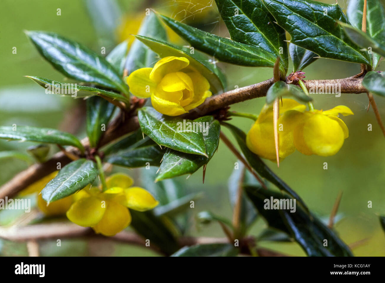 Frikartii Stock Photos Frikartii Stock Images Alamy