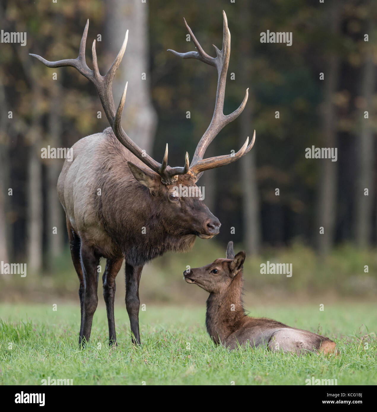Bull elk bugling hires stock photography and images Alamy