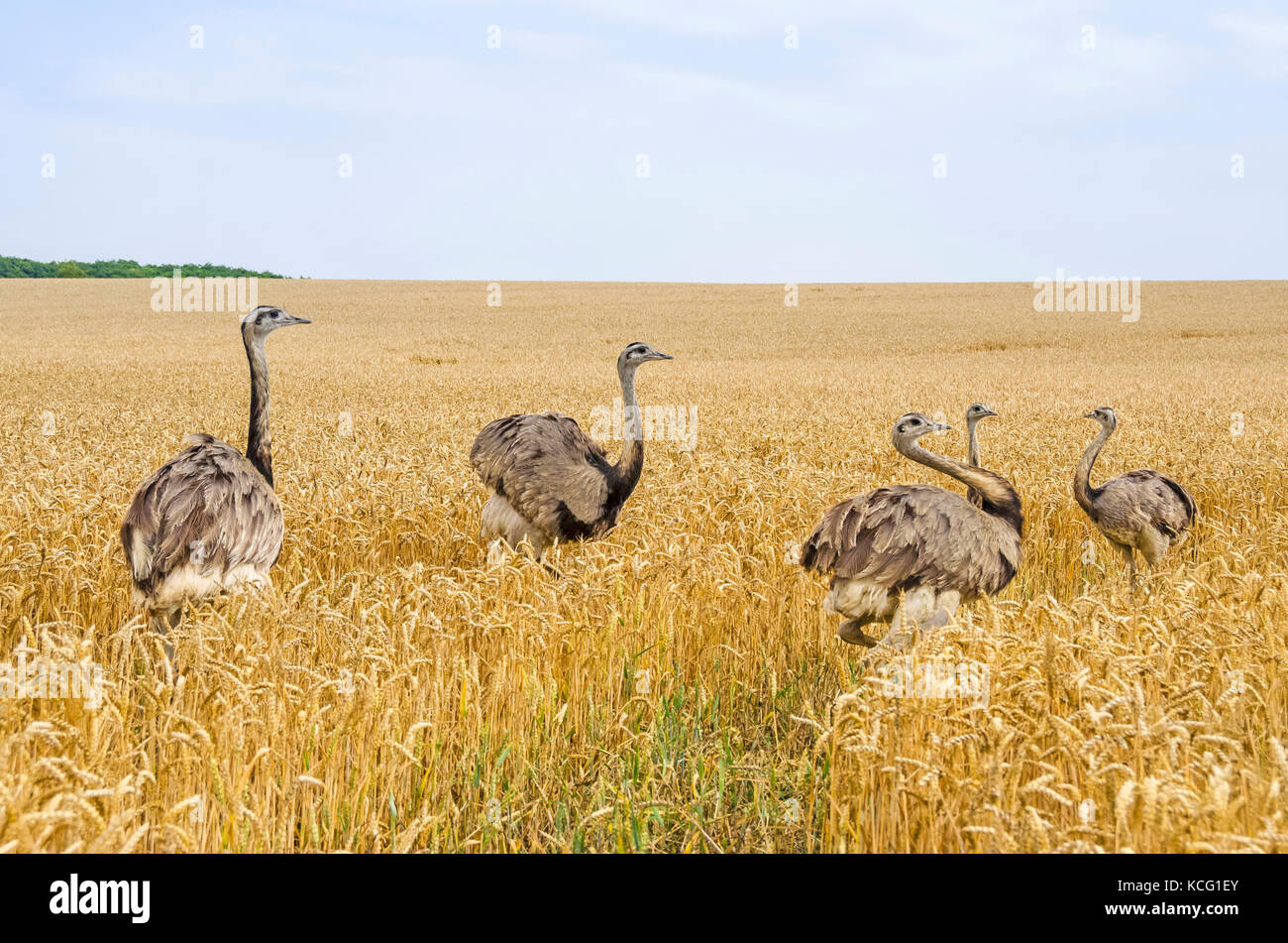 American greater rheas (Nandu, Rhea americana) walking through the grainfield in Mecklenburg-West Pomerania, Germany. The ratites have erupted 15 year Stock Photo
