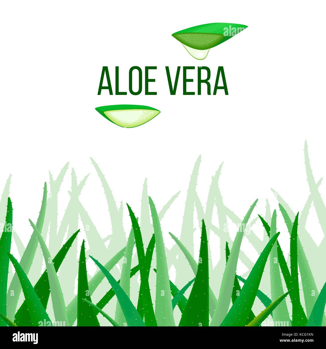 Aloe Vera vector. slices and Plant. Aloe barbadensis Mill, Star cactus, Aloe, Aloin, Jafferabad or Barbados Stock Vector
