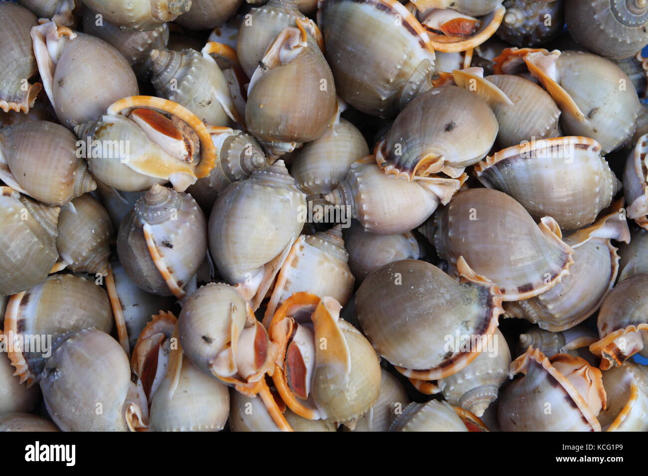 Schnecken auf Markt in Vietnam zum essen - Snails on market in Vietnam to eat Stock Photo