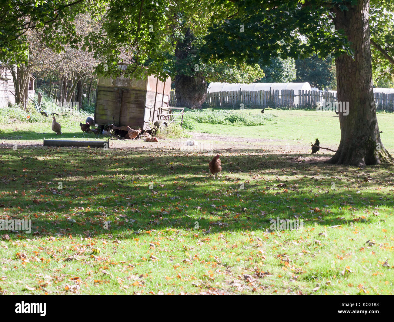 chickens outside of coop on farm grass under tree; Essex; England; UK