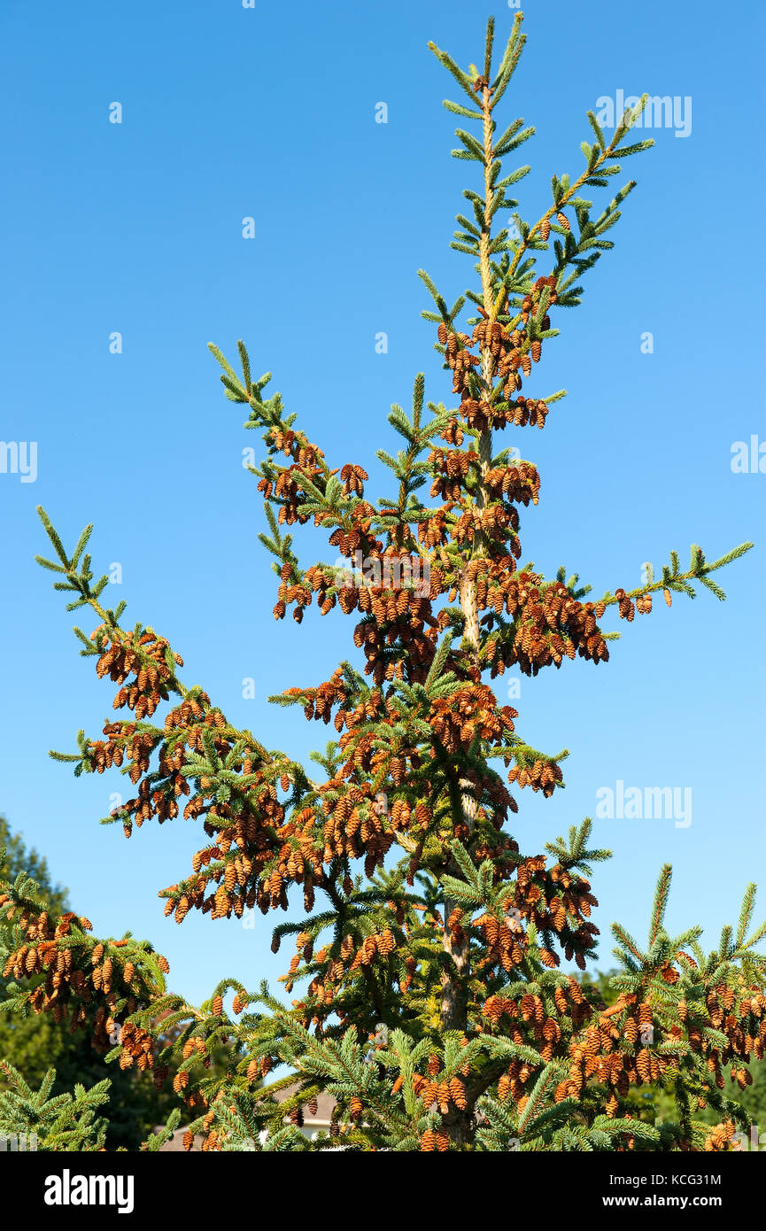 Pine cones growing on spruce tree Stock Photo