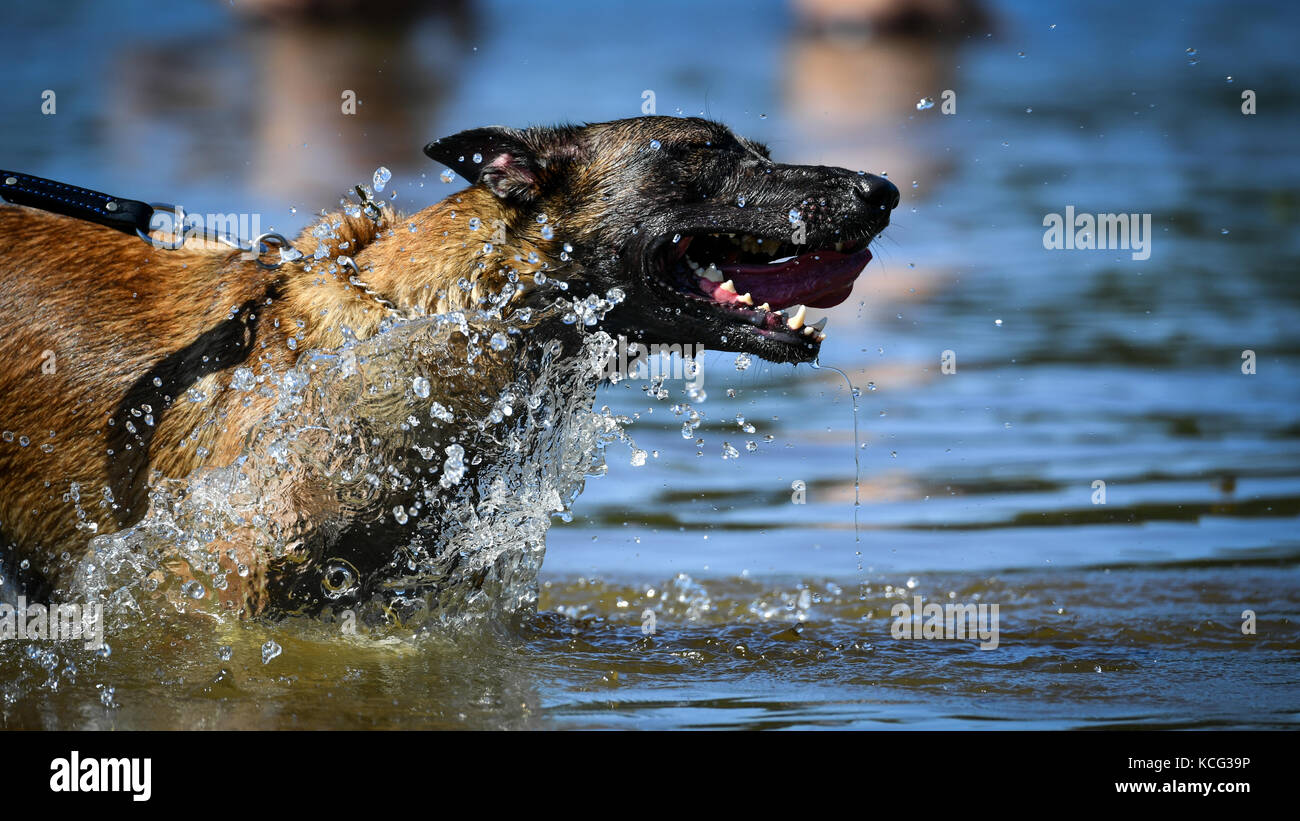 Dog in the Water Stock Photo