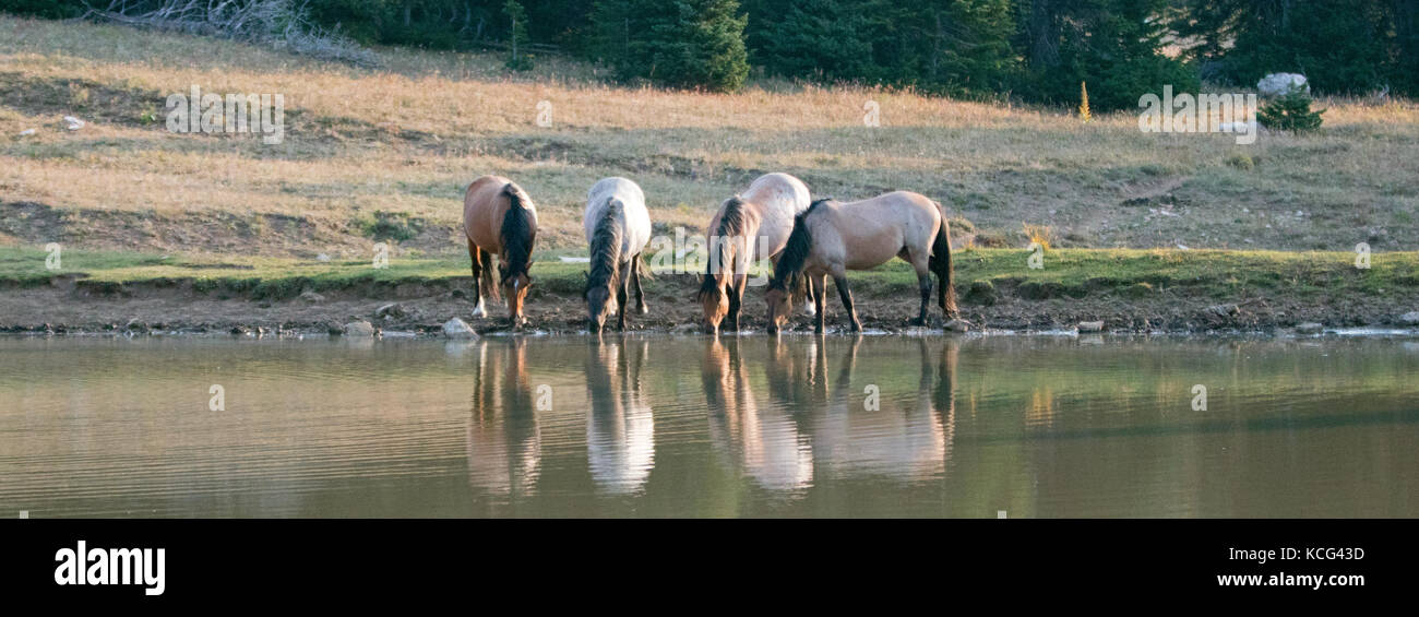 Small band / herd of wild horses drinking at the waterhole in the Pryor Mountains Wild Horse Range in Montana United States Stock Photo