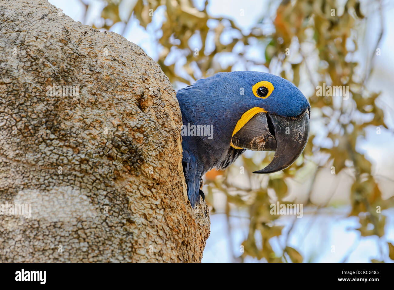 Hyacinth Macaw inside its nest in a tree hollow. Pocone, northern Pantanal, Brazil. Stock Photo