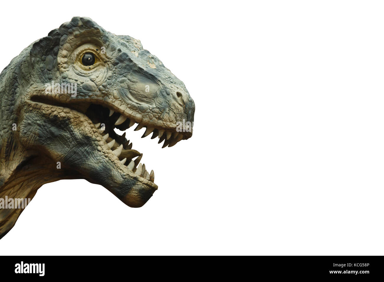 Tyrannosaurus rex and blank area at right side . Isolated . Stock Photo