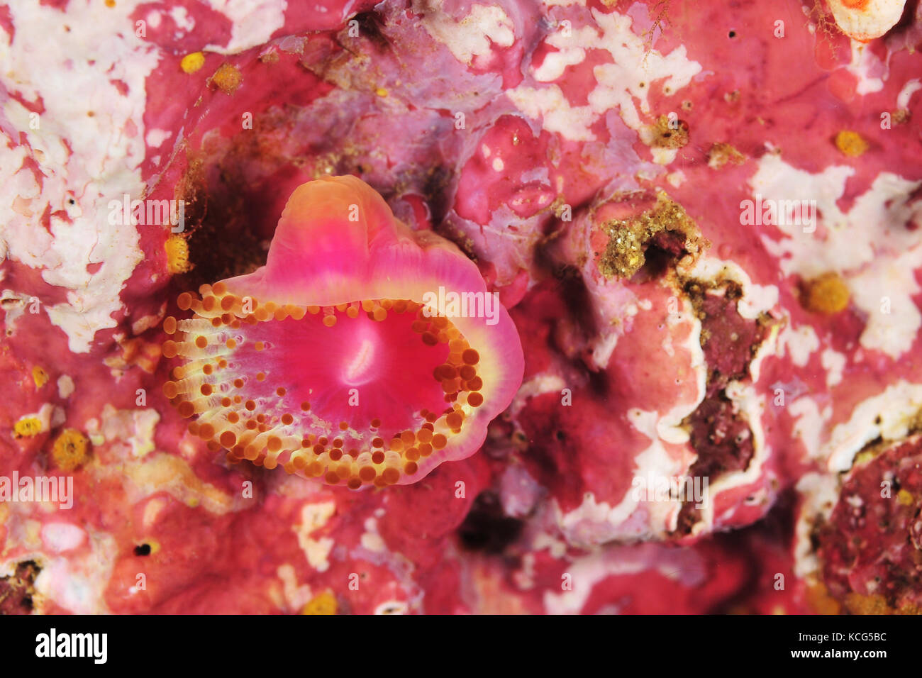 Single jewel anemone Corynactis australis on rock covered with pink coralline algae. Stock Photo