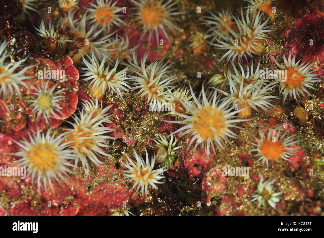 Garden of white striped anemones Anthothoe albocincta on rocks covered with pink coralline algae. Stock Photo