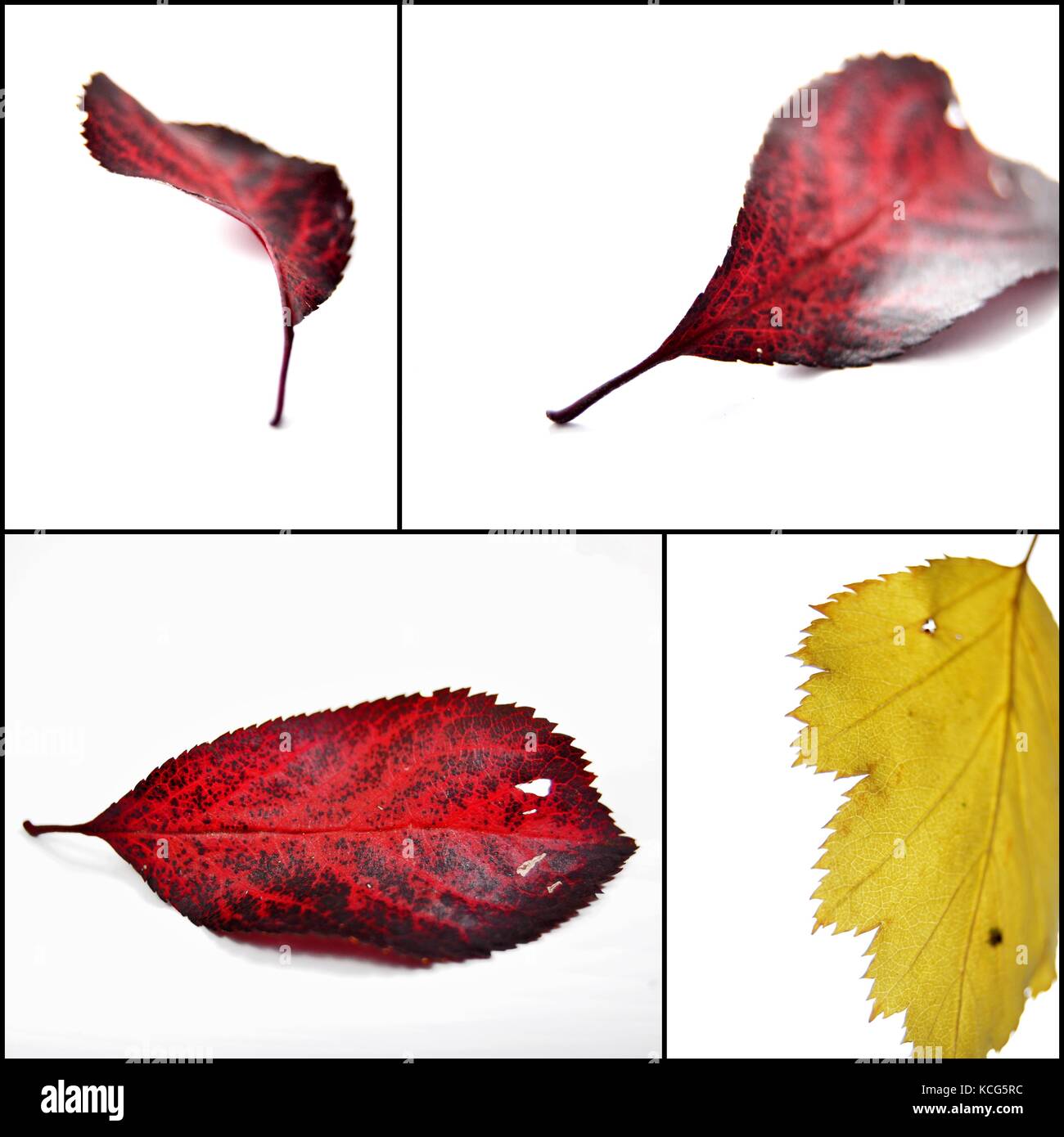 Collage  picture of Autumn leaves , red and yellow, Stock Photo