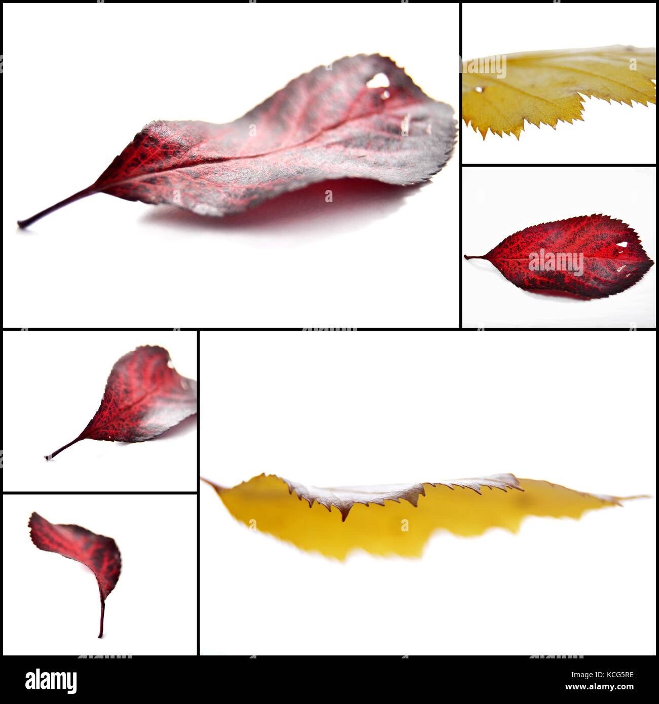 Collage  picture of Autumn leaves , red and yellow, Stock Photo